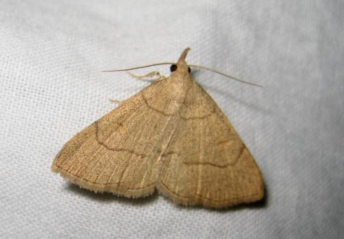 Réf. 219 246 : Paracolax tristalis